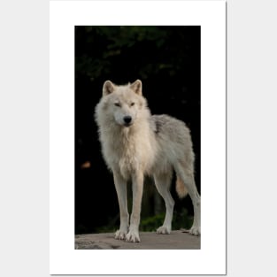 Arctic Wolf Posters and Art